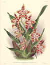 Odontoglossum (No. 10040419)