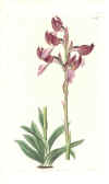 Orchis (No. 10081155)