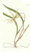 Brasavola (No. 10081561)
