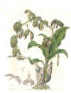 Myanthus (No. 10081721)