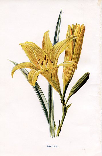 Day Lily