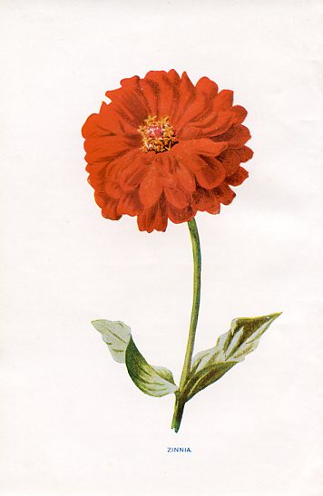 Zinnia