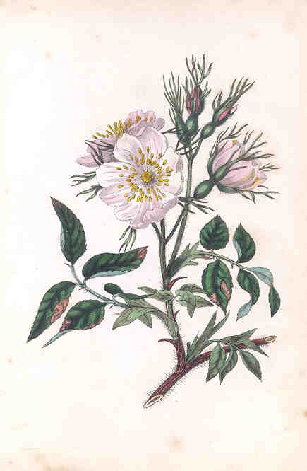 Dog-Rose