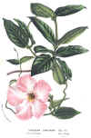 Dipladenia (No. 11660272)