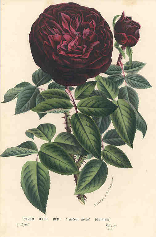 Rose - Senator Reveil
