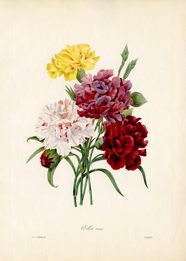 Carnation