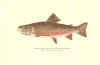 Trout