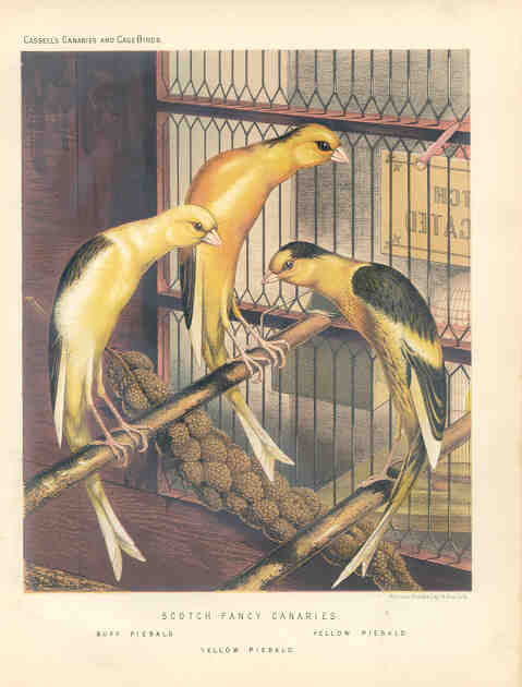 Scotch Fancy Canaries