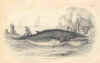 Whale (No. 20700007)