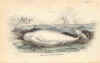 Whale (No. 20700015)