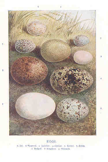 Jay, Sparrow, Grouse