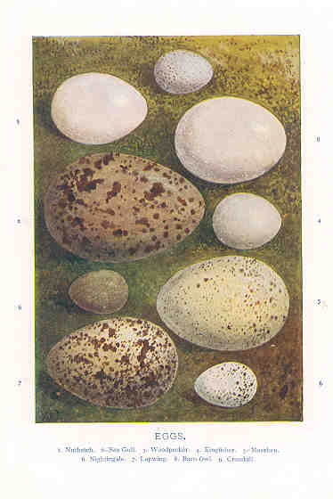 Sea Gull, Woodpecker, Nightingale
