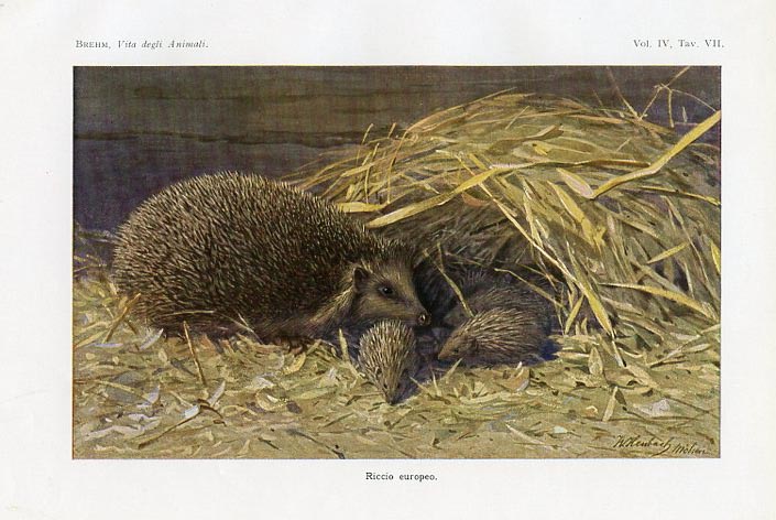 European Hedgehog
