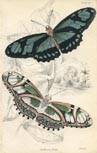 Butterfly Print (No. 21450013)