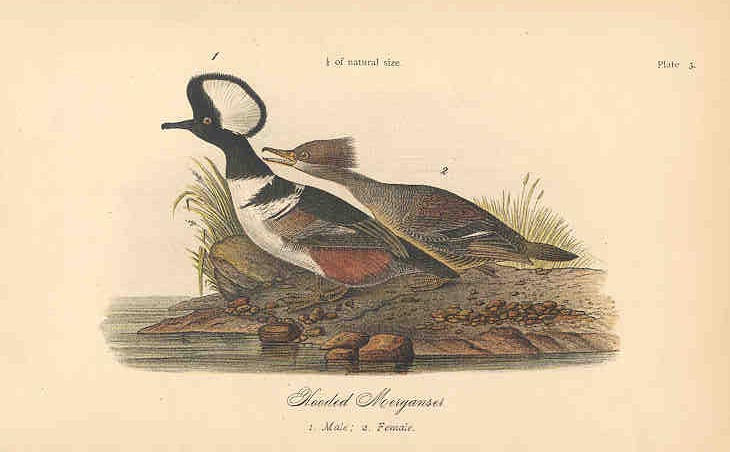 Hooded Merganser