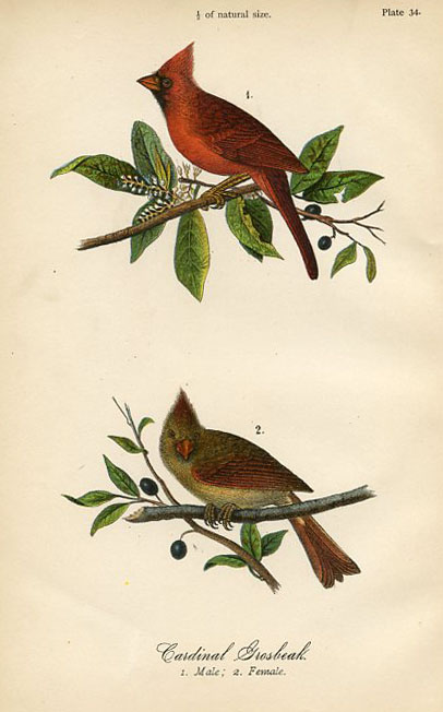 Cardinal Grosbeak
