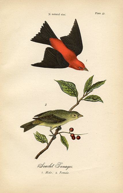 Scarlet Tanager