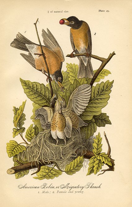 American Robin