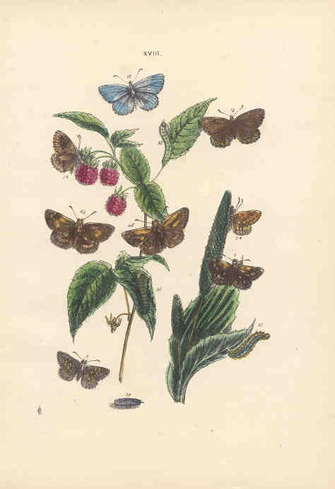 Clifden Blue Butterfly