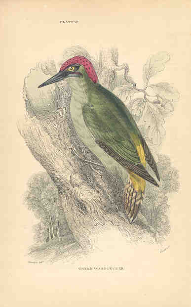 Green Woodpecker