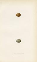 Bird Egg Prints - Pipit (No. 22120115)
