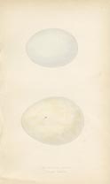 Bird Egg Prints - Eagle (No. 22120128)