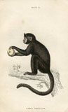 Monkey Prints - Sapajou (No. 22140019)