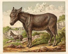 Mammal Prints - Donkey (No. 22260005)
