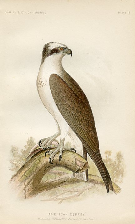 American Osprey
