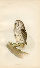 Bird - Owl Print (No. 22540022)