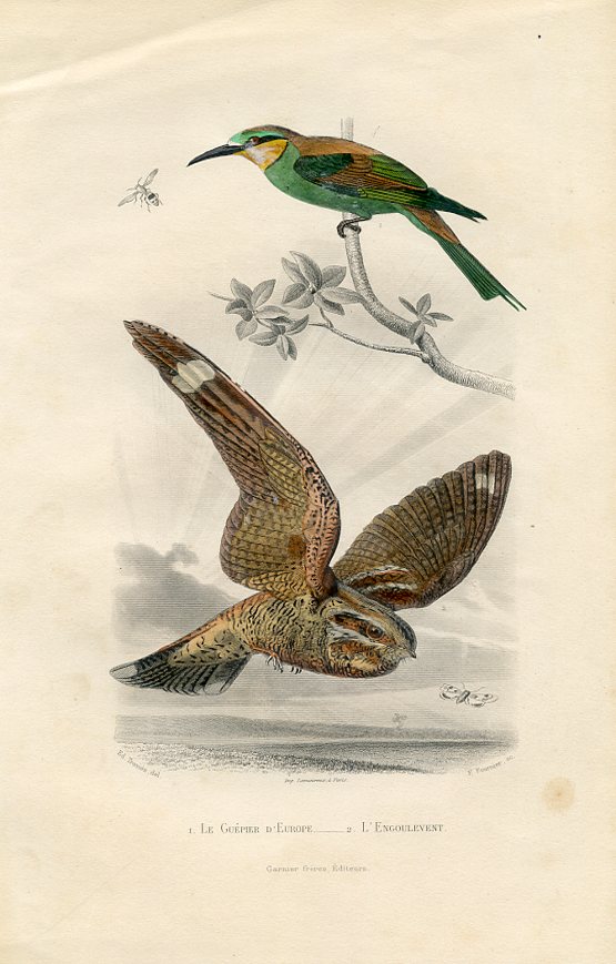 Bee-eater, Nightjar