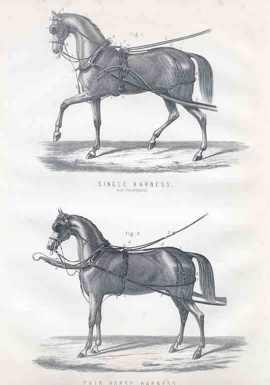 Single and Pair of Horse Harnesses