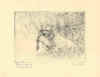 Spaniel (No. 30290002)