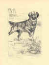 Setter (No. 30290016)